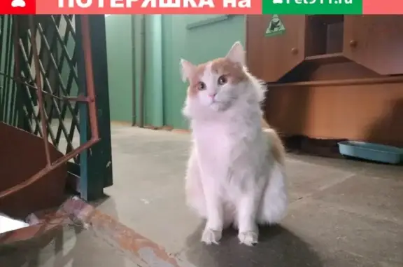 Найдена кошка на ул. Болотникова, ищем хозяев