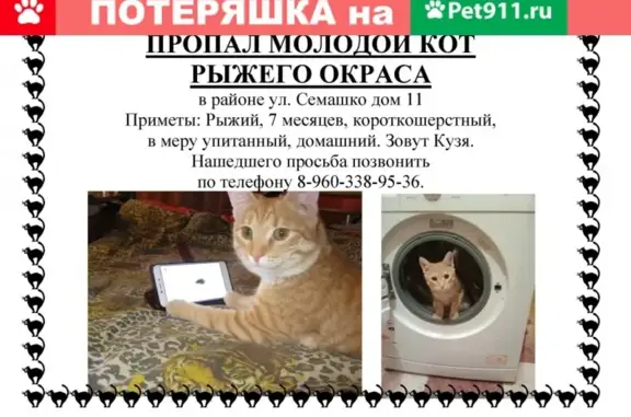 Пропал молодой кот на ул. Семашко, дом 11, зовут Кузя. Позвоните, если найдете!
