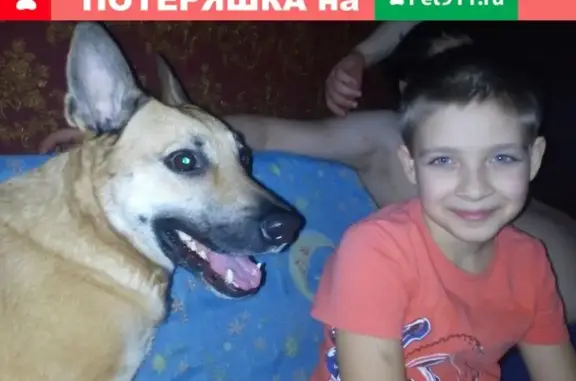 Собаки потеряшки, Липецк, фото: Потеряшка собака в Липецке!