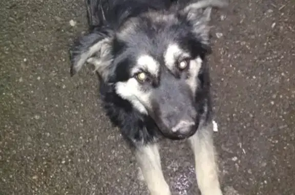 Найдена собака на Краевой больнице, Черкасская, 1 мая