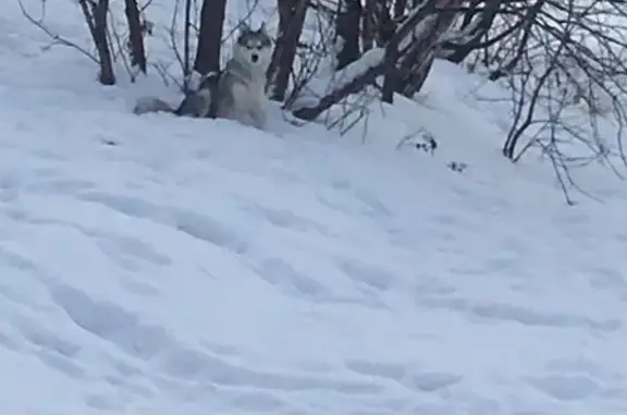 Потерян хаски возле Черкизовского пруда, Москва