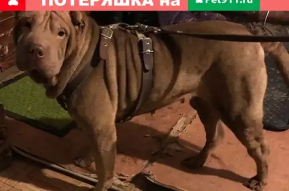 Найдена собака в авиагородке Омска