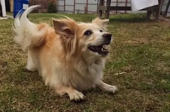 Собаки потеряшки, Нижний Новгород, фото: Потеряшка собака на Фруктовой улице