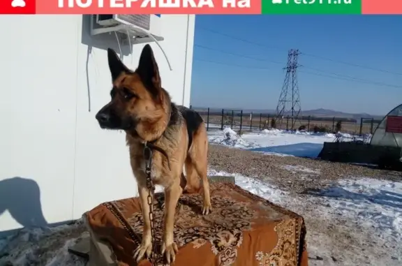Пропала собака Моника в Уссурийске