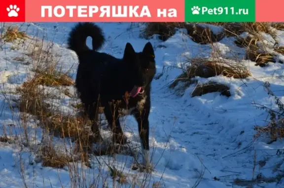 Собаки потеряшки, Калининград, фото: Потеряшка собака Герда возле СНТ 