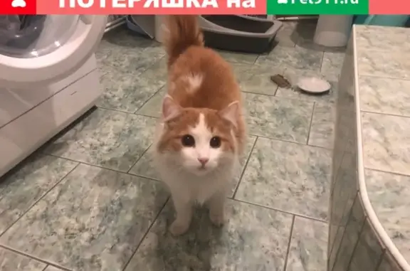 Найден кот на ул. Болотникова 11, ищем хозяев