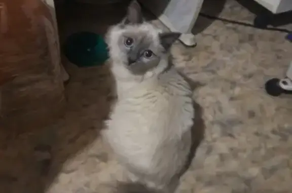 Найдена кошка в Верхней Пышме, Среднеуральске