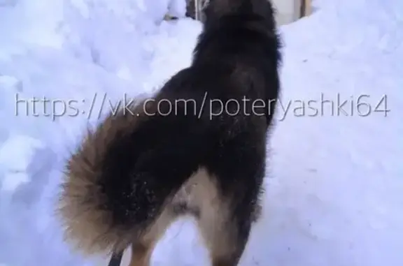 Найдена собака в Первомайском, Саратов.