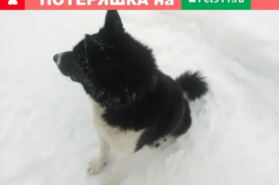 Найден черно-белый пес на сарапульском тракте, ищем хозяина