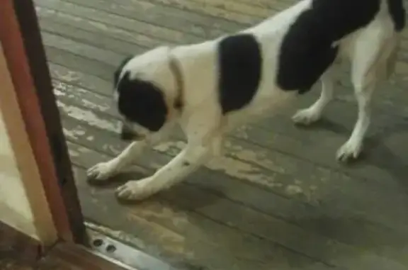 Найдена собака в п. Мехзавод, Самара