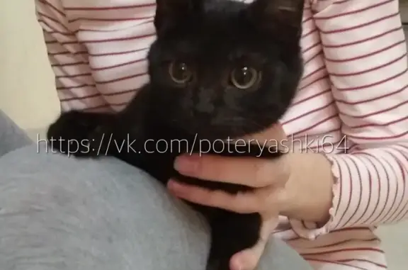 Найдена черная котенок-девочка с ошейником в Ленинском районе Саратова, 4-я Дачная.