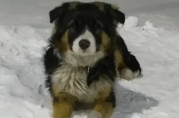 Найдена собака на Власихинской, 8 в Барнауле