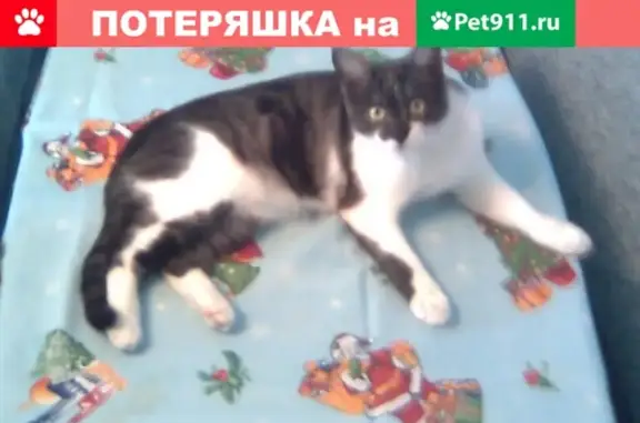 Пропал кот на ул. Ленина, д. 31а-33а