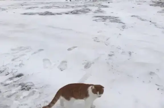 Пропала рыжая кошка в Кирсанове, Тамбовская область