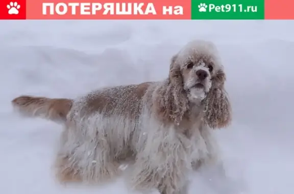 Пропала собака на пр. Ленинградский 43, Кемерово