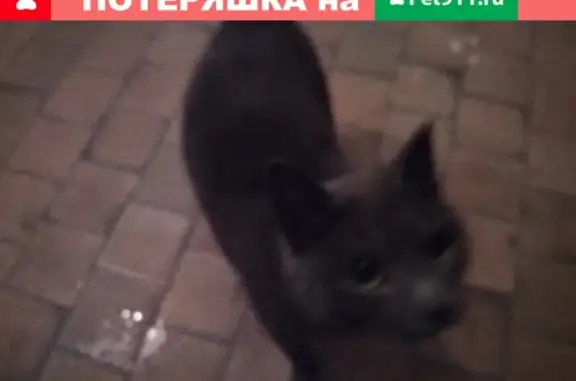 Найден кот в Горно-Алтайске, помогите найти хозяина