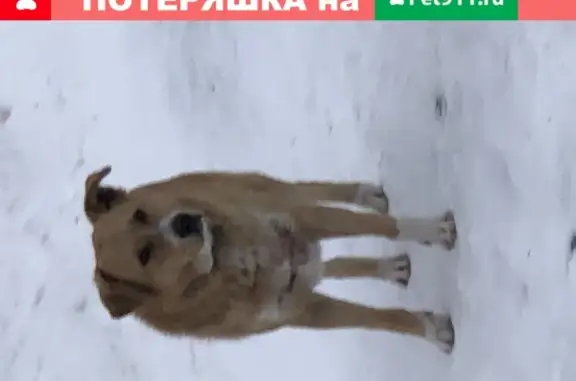 Собака Юджин на ул. Раменки, 25к4