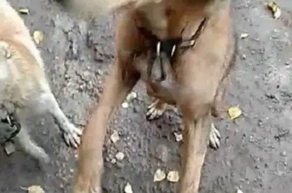 Пропала охотничья собака в Бугульме, район СУ-2