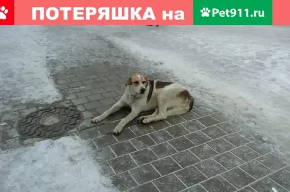 Найдена собака на остановке в Волгодонске