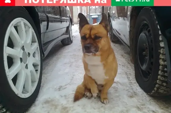 Найдена собака на ул. Мира 48, Ремзавод, Йошкар-Ола