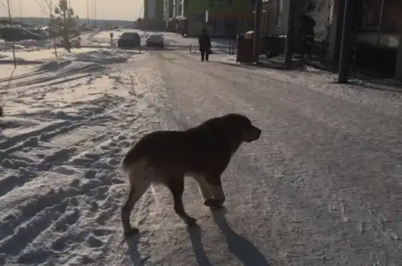 Потерянная собака в микрорайоне «Яркий», Уфа