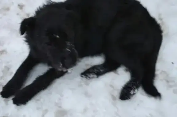 Найдена собака в деревне Сватково