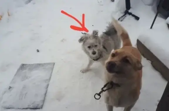 Найдена собака в Перми, ищем хозяина!