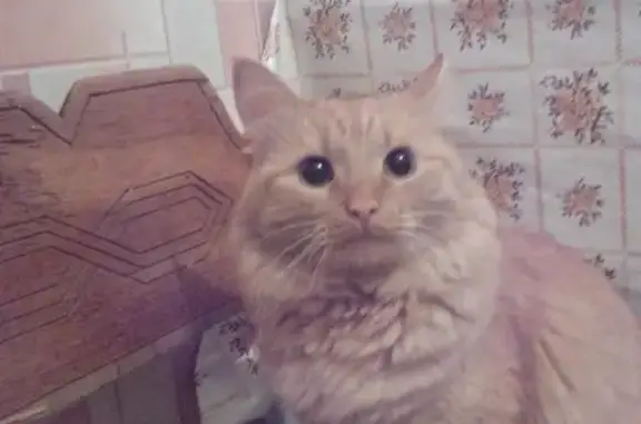 Потерянные животные Ижевск, фото: Пропал кот Рыжик в Ижевске