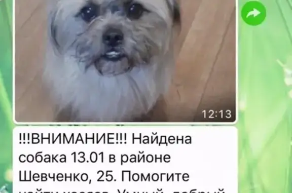 Собака Ши-тцу найдена в Екатеринбурге