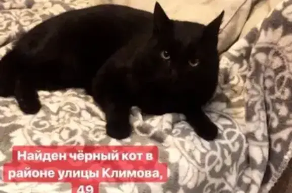 Найден кот в Ногинске, ул. Климова