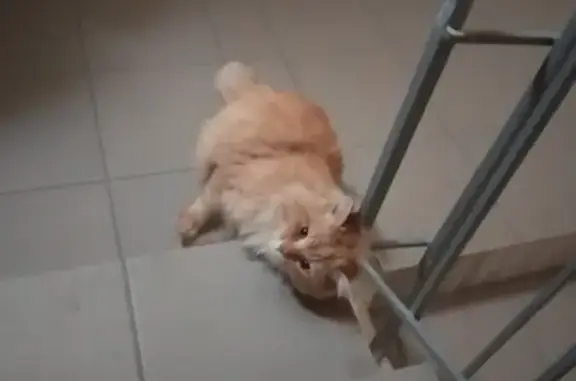 Найден пушистый рыжий кот или кошка в Екатеринбурге