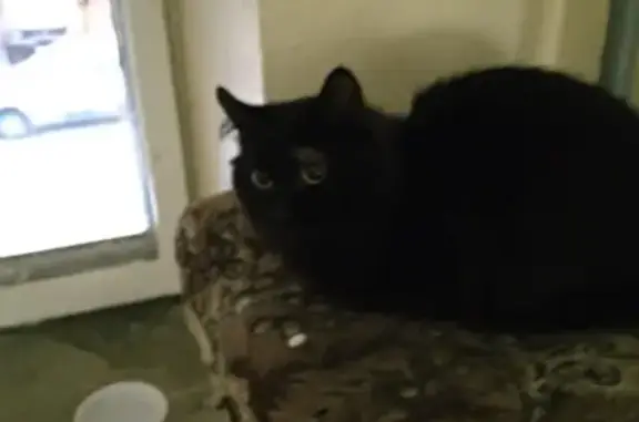 Найден черный кот в В.Пышме