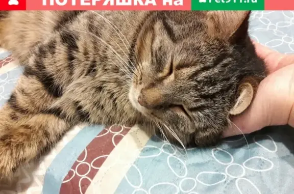 Найдена кошка в Калининском районе СПб