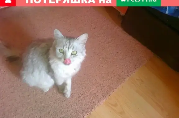 Найдена беременная кошка в Казани, район Азино-2