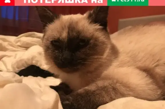 Найдена кошка на ул. Набережной в Орехово-Зуево