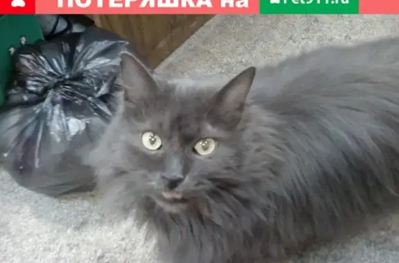 Найдена домашняя кошка в районе Завокзальной, Екатеринбург