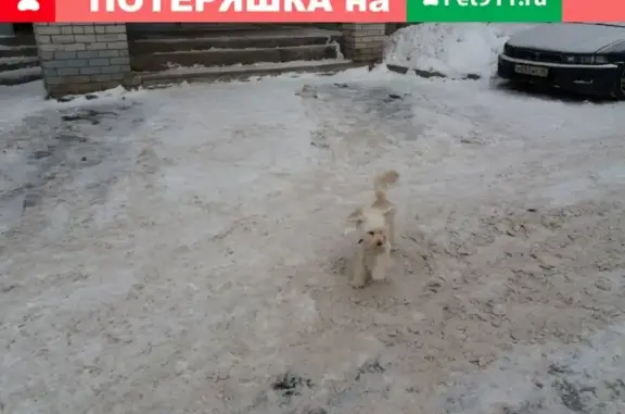 Найдена собака в Петрозаводске