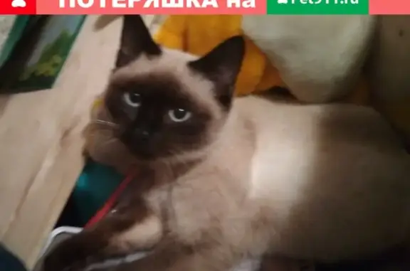 Пропала кошка #Калуга, Новаторская ул.