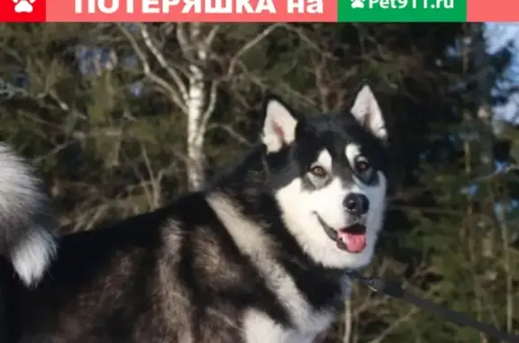 Собака найдена в Сергиевом Посаде, хозяин отзовись!