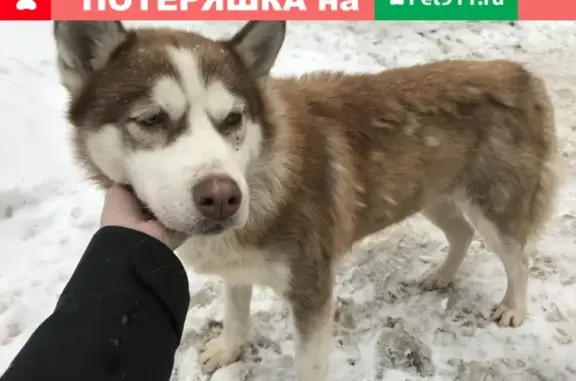 Найдена собака породы Хаски возле метро Семеновская.