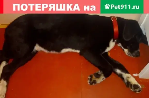 Найден щенок в Новобайдаевке у лицея 76