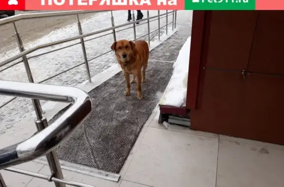 Найдена собака возле торгового центра в Липецке
