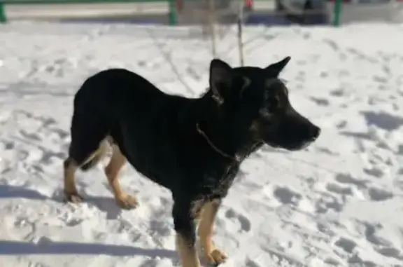 Найдена собака в Барнауле, дружелюбная к детям