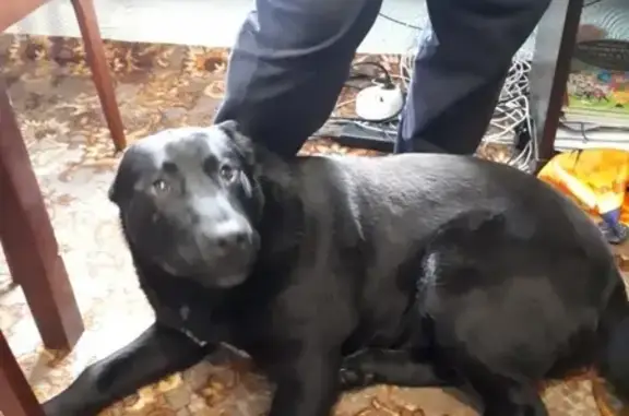 Найдена собака в Колхозном поселке, Челябинск