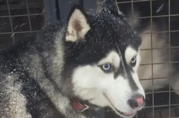 Найдена собака в Новочеркасске