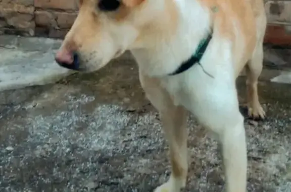Найдена собака на Р.Люксембург-Седина в Ейске