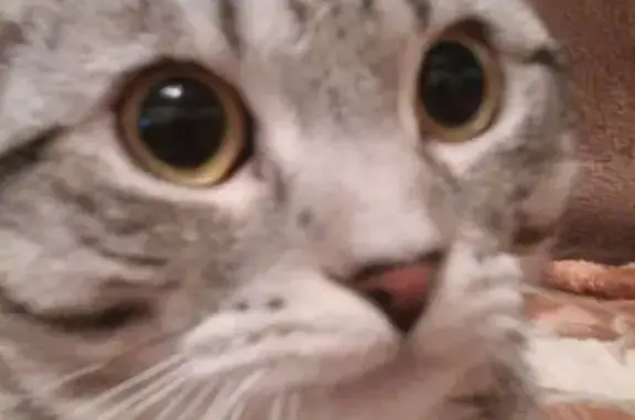 Кошки потеряшки, Первоуральск, фото: Потеряшка кот Сэм на улице Пильная 3 в Первоуральске