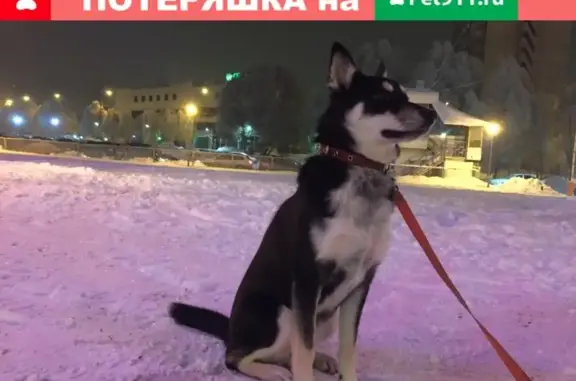 Пропала собака породы хаски-овчарка в Самаре.