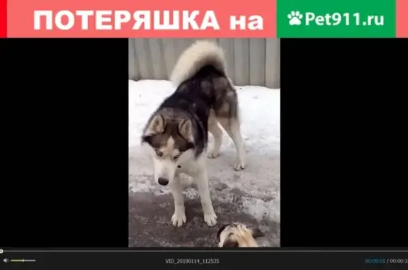 Найдена собака в Ростове, Р-Н Новое Поселение.