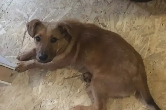 Найдена собака на Родионова, Лысково